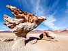 Bolívie - kamenný strom (Dreamstime)